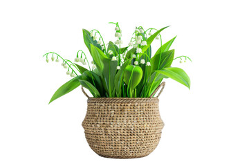 The Delicate Charm of Lily of the Valley Isolated On Transparent Background