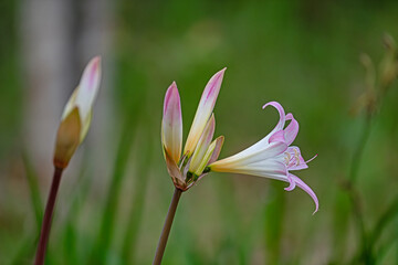 pink white and yellow lily 