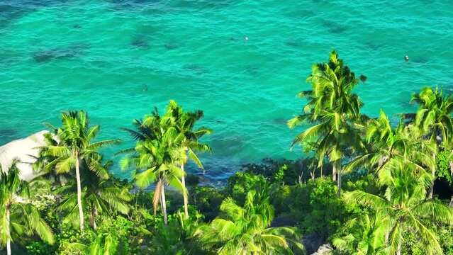Experience the allure of a paradisiacal island from above as the drone glides over a sea of coconut trees, framing the pristine turquoise sea. Stock footage. Tao island, Thailand. Green background. 
