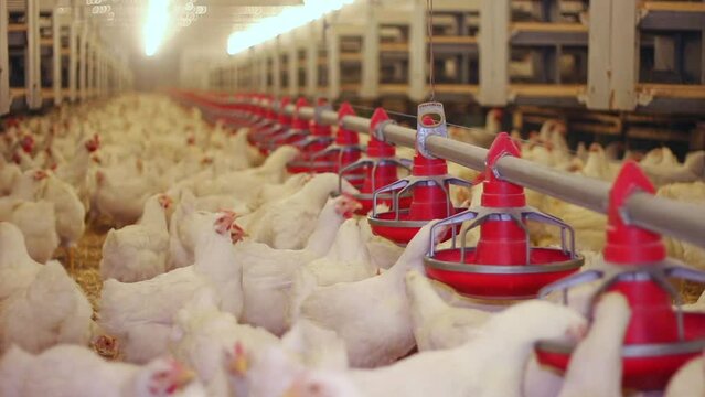 Chicken farm, eggs and poultry production. Close up low angle view, indoors footage