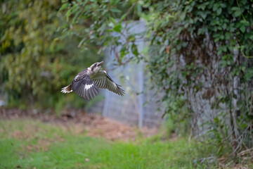Obraz premium Kookaburra in flight