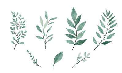 Watercolor leaves set. Set with floral elements and leaves.