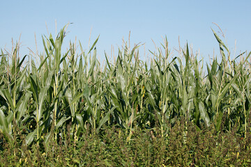 Maisfeld (Zea mays subsp. mays) , Bremen, Deutschland, Europa