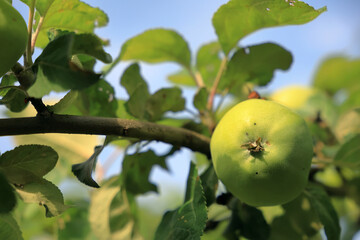 Green Apple On A Branch In The Orchard, Ready For Picking, Outdoors, On A Summer Day.