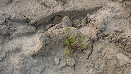 Green plants are growing in dry cracked soil. Trees in sand fields by the river. Used as background or texture for design.
