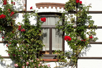 Fototapeta na wymiar Altes, braunes Holzfenster mit Kletterrosen an einer weissen Hauswand, Deutschland