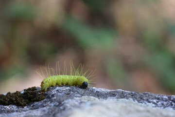 Select a focus Yellow caterpillar with black head. It has long fur that looks funny and cute. Many caterpillars on rocks in the forest at the end of winter in Thailand.