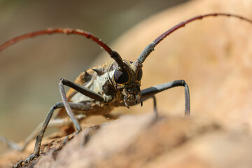 Baocera rubus insect beetle in Thailand is a pest that destroys durian trees and other fruits by...