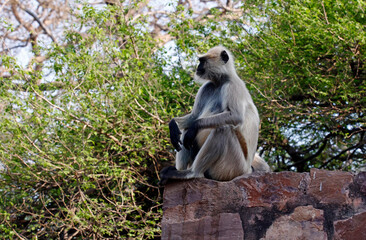 Naklejka na ściany i meble Languar monkeys at Ranthambore fort in India
