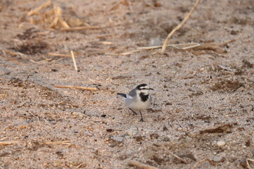 white wagtail