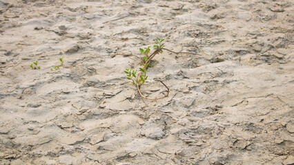 Green plants are growing in dry cracked soil. Trees in sand fields by the river. Used as background or texture for design.