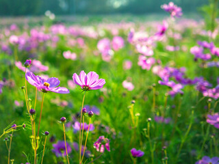 Beautiful purple cosmos flowers at cosmos field in moring sunlight. amazing of cosmos flower field landscape in sunset. nature flower  background.