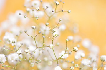 かすみ草　夏の花
