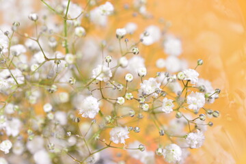 かすみ草　夏の花