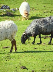 Several sheep grazing freely