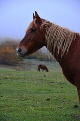 Wild horses in the middle of the nature