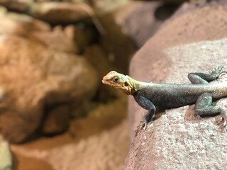 lizard on a stone