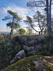 Obraz premium Pinares en Cadalso de los Vidrios.