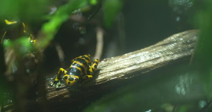 A tiny, brightly-colored frog with black and yellow stripes is sitting on a branch in the rainforest. The frog is surrounded by lush green vegetation. The video is taken in a close-up, macro style