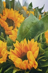 flowers in the garden