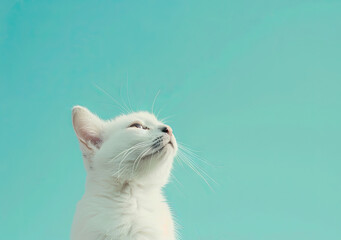 Cat isolated on a pastel colored background with big empty space