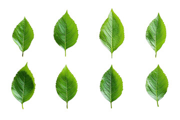Eight vibrant green leaves isolated on a transparent background.