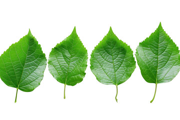 Isolated cluster of green leaves on a transparent background. Natural beauty.