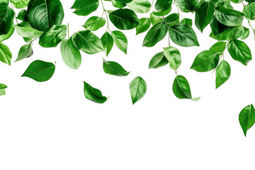 Green leaves suspended in mid-air, isolated on a transparent background. Top position view.