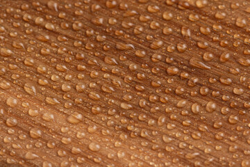 waterproof properties of wood, water drops on a wooden surface