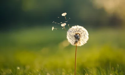 Fotobehang Summer dandelion seed head in the wind. Fluffy flower weed in grass field.  © Jaki