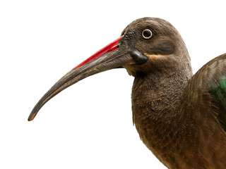 Hadaba ibis isolated on white background