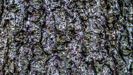 texture of tree bark general plan color