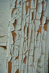 cracked white paint, white paint on a wooden door cracked due to time, old wooden background