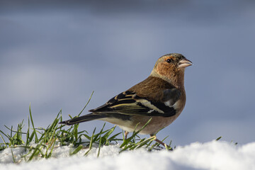 Buchfink im Schnee
