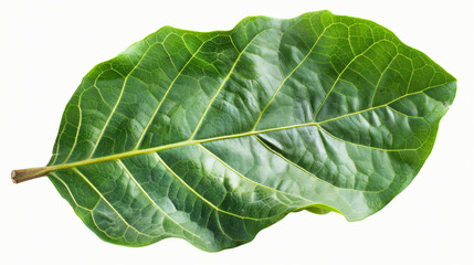 Fresh green leaf isolated on a white background.