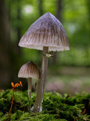 A spider and a mosquito hidden in the forest under mushroom caps