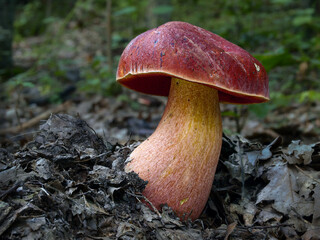 A beautiful Dupain's bolete (Rubroboletus dupainii) in the oak forest