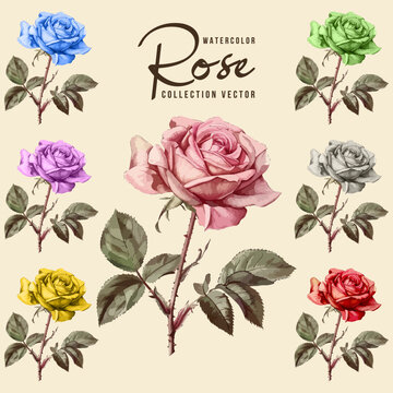 Watercolor Rose Flower Collection Vector Set Vector
