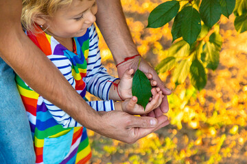 children and parents hold a piece of leaf in their hands. Selective focus.