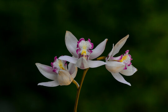 Cymbidium insigne Rolfe., Beautiful rare wild orchids in tropical forest of Thailand.