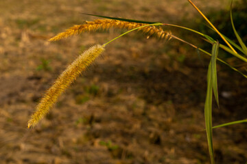 Foxtail millet grain is produced in Bangladesh and cultivation system easy. Scientific Name Setaria italica. 