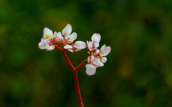 bergenia bressingham white, Pigsqueak, evergreen, leaves, white, flowers, flower, flowering, spring, RM Floral