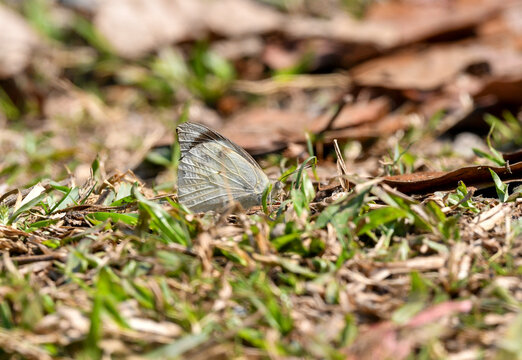 (Appias Lalage) butterfly trying to get minerals from the ground..​