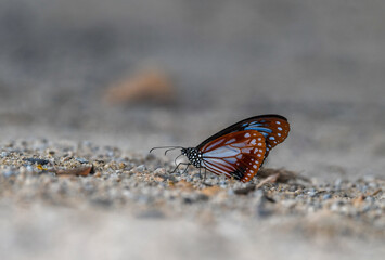 Fototapeta na wymiar Parantica sita, chestnut tiger butterfly