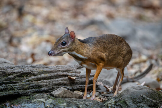 Java mouse deer wandering through the jungle in Thailand.​