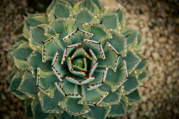 top view of beautiful agave leaves planting at home succulent garden