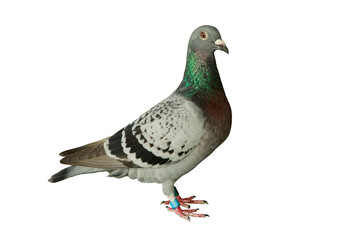 full body of checker feather pattern of homing pigeon standing against clear white background