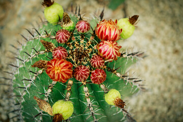 close up fruit of ferocactus at home garden