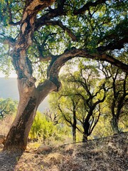 Beautiful tree on the hill, warm light, sunlight