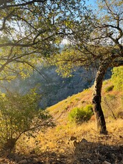 Beautiful tree on the hill, warm light, sunlight